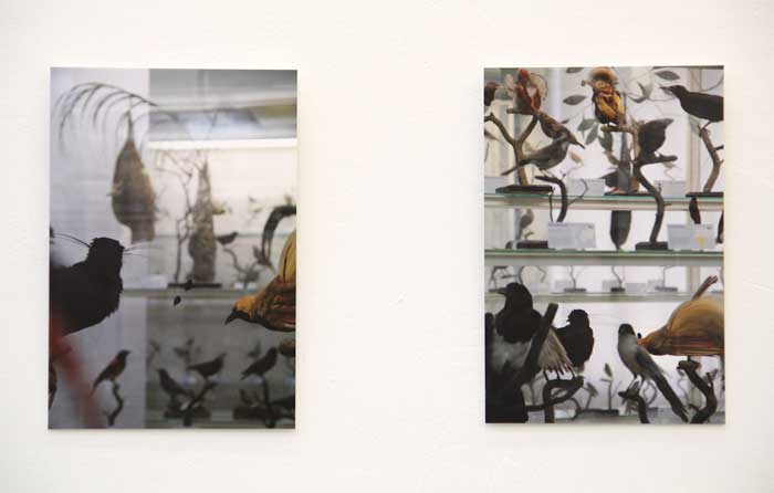 Theissen, Anna-Lisa, Vögel im Glashaus, 30 x 45 cm, 2011